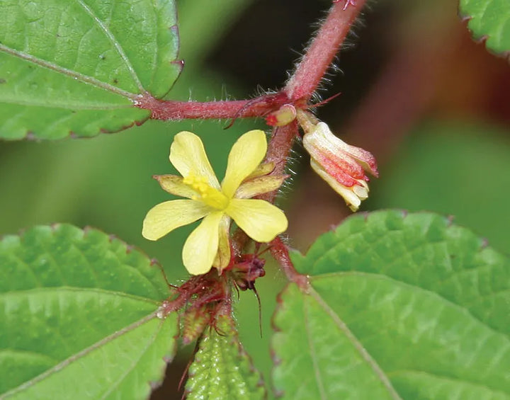 Corchorus Flower Seeds for Planting - 100