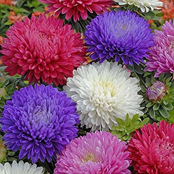 Rainbow Aster Perennial Flower Seeds for Home & Garden