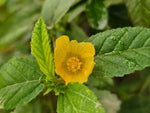 Cordifolia Flower Seeds for Planting - NON GMO Seeds Dhara Seeds