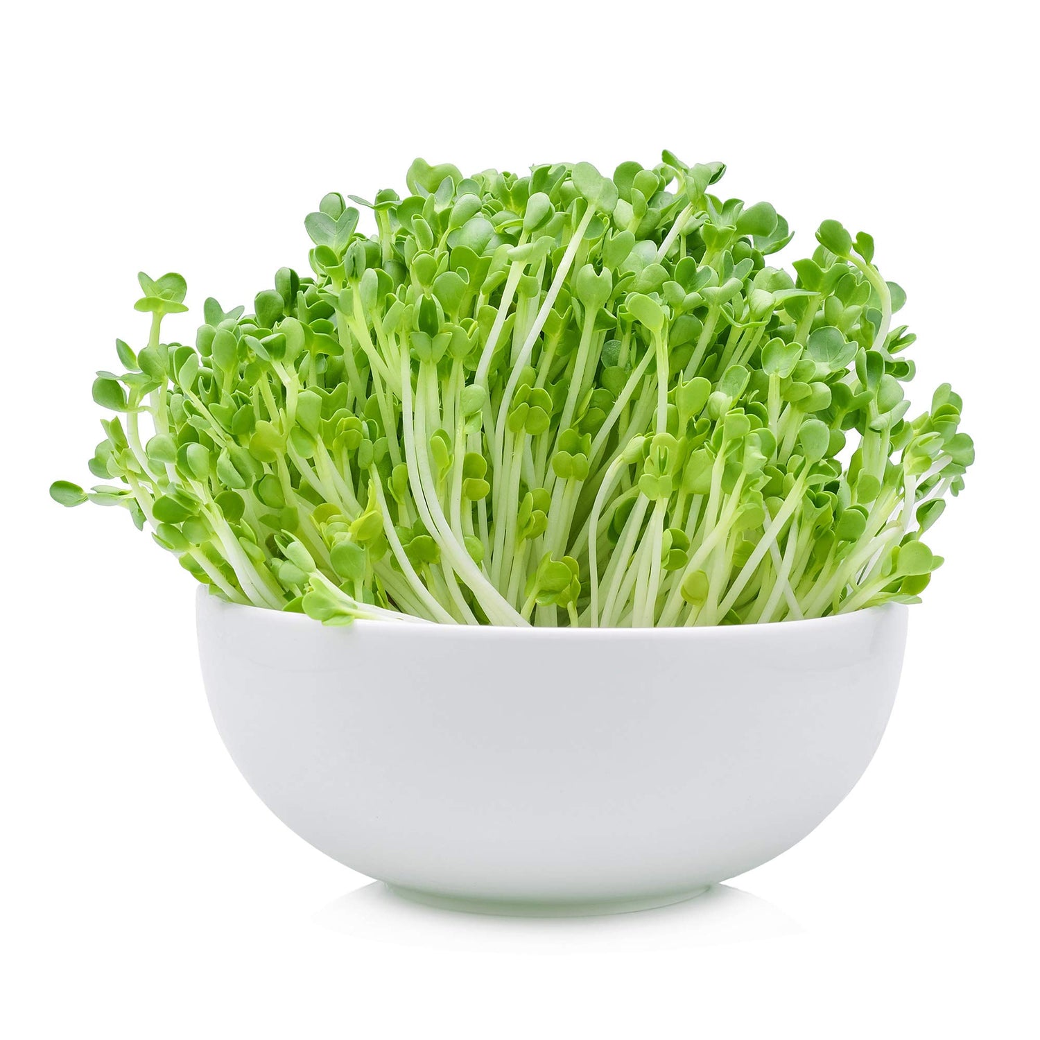 Arugula Microgreen Seed