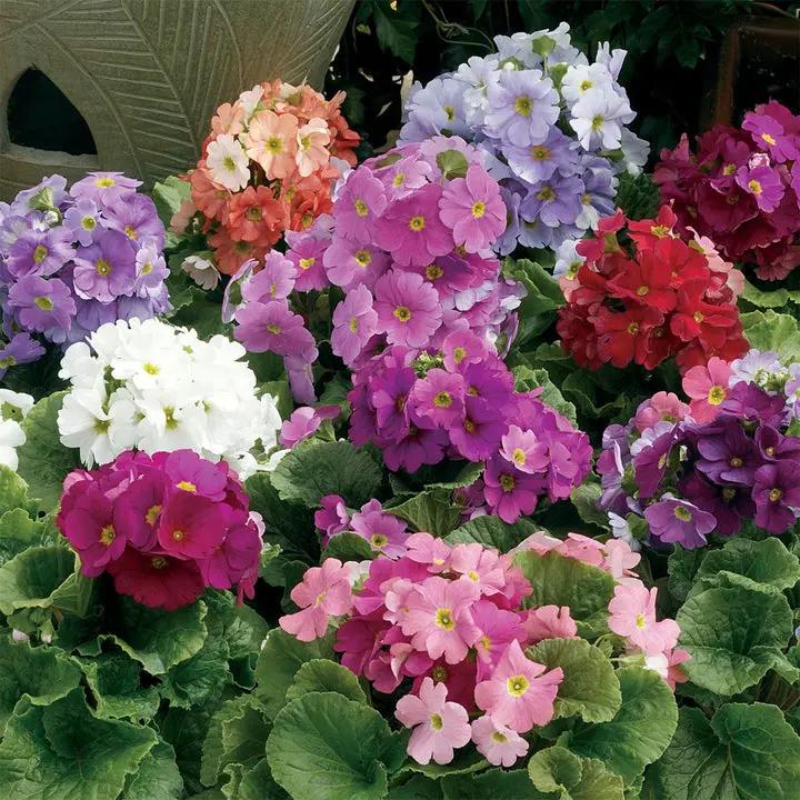 Heirloom Non-GMO Violet Primula Obconica Flower Seeds for Garden Planting – Primrose Seeds Dhara Seeds
