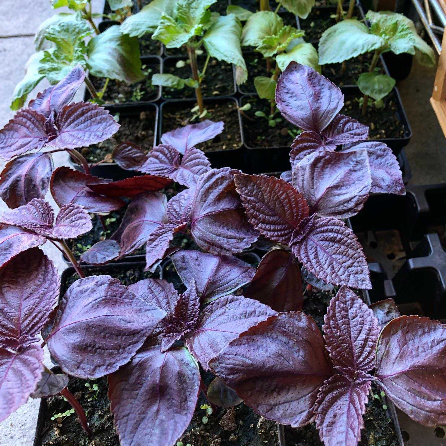 Purple Frutescens Perilla Plant Seeds - Grow Versatile Herb for Culinary Use