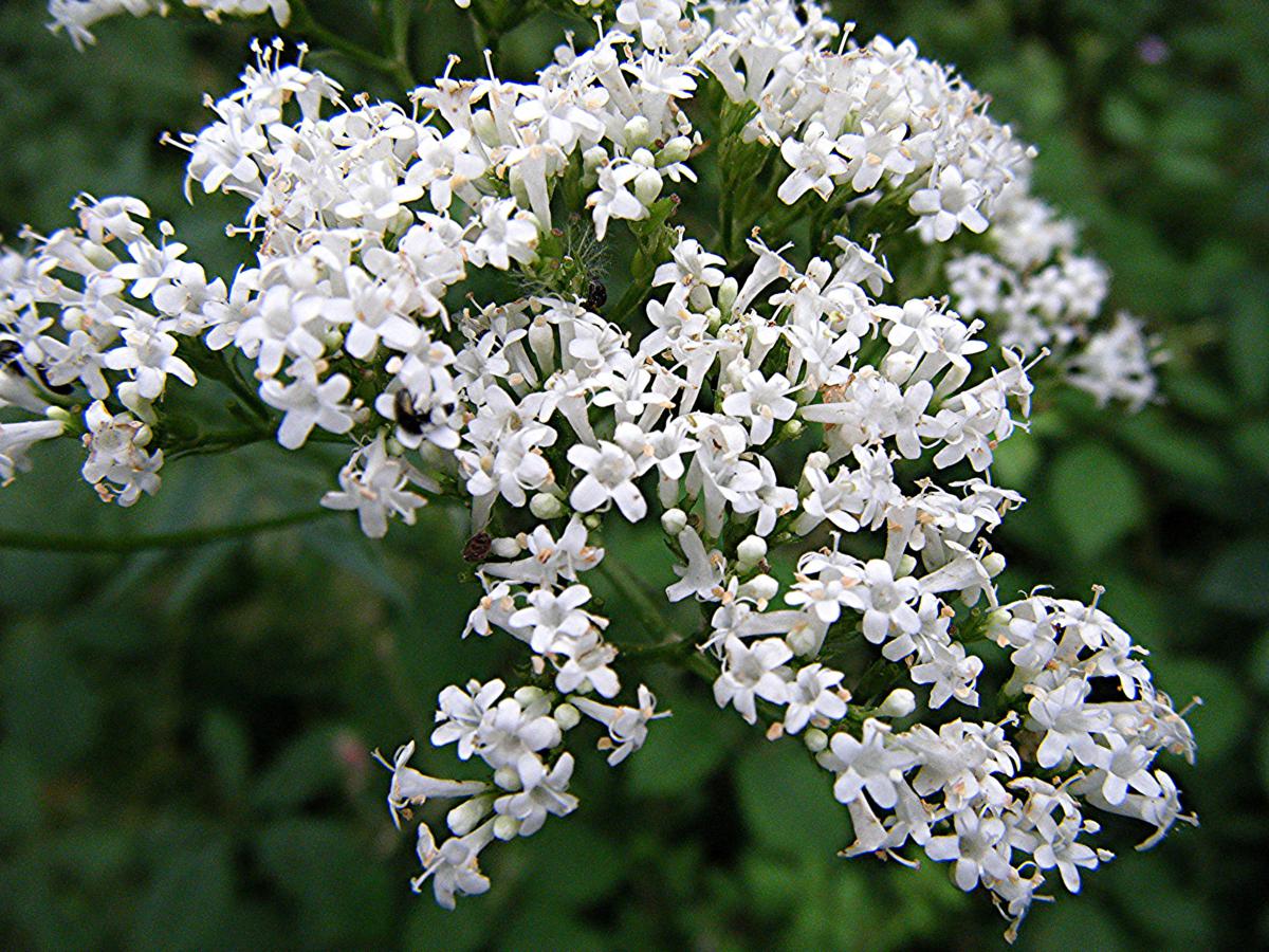 Common Valerian