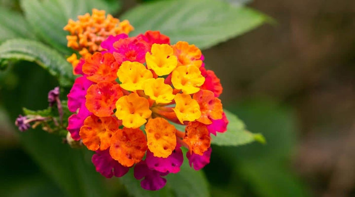 Wandelrose Flower Seeds for Planting, 100