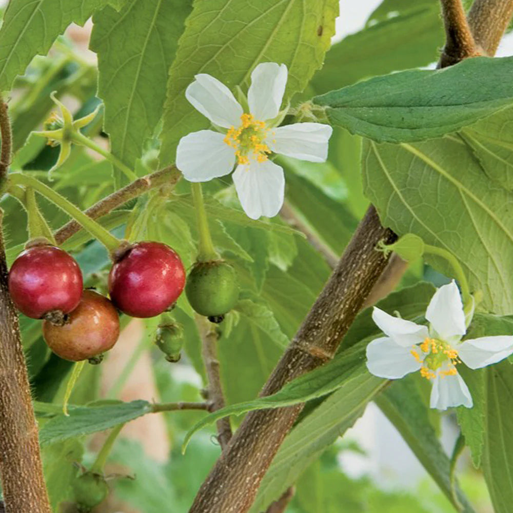 Jamaica Cherry Fruit Seeds for Planting- A Tropical Treasure for Vibrant Gardens, Heirloom Seeds