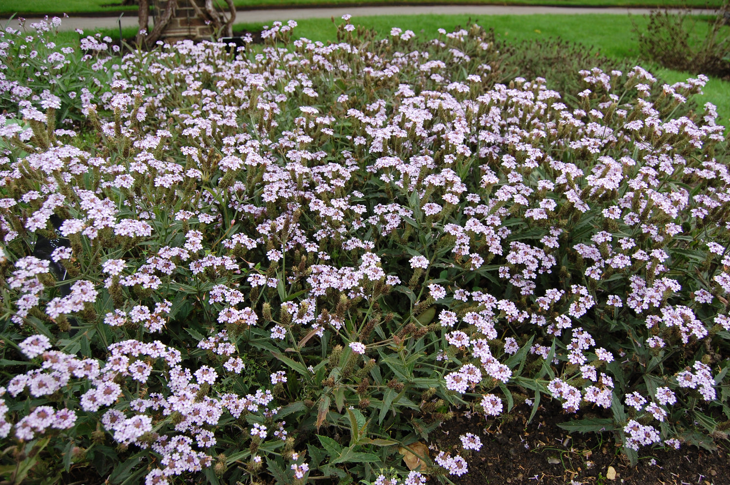 Verbena - Vervain Polaris