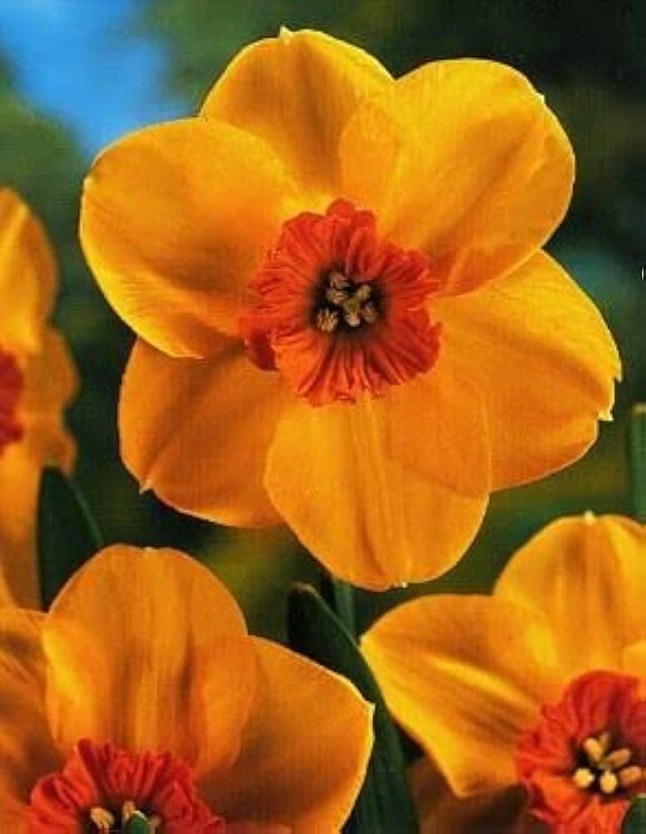 Orange Dark Yellow Daffodil Flower Seeds for Planting – Heirloom, Non-GMO, Garden Blooms