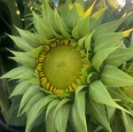 Green Sunflower Seeds for Planting – Grow Unique Sunflowers in Your Garden | Non-GMO & Easy to Grow Dhara Seeds