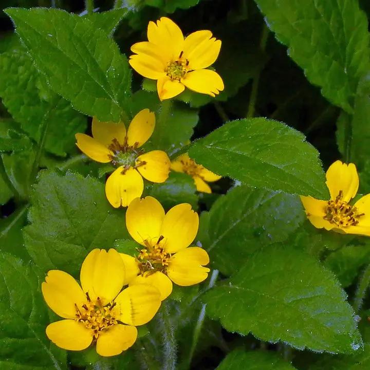 "chrysogonum-virginianum-goldenstar-flower-seeds-heirloom-non-gmo"