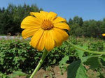 Yellow Torch Mexican Tithonia Sunflower Seeds for Planting – Bright Blooms for Pollinator Gardens Dhara Seeds