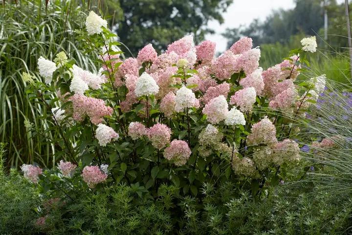 White Pink Hydrangea Seeds for Planting - NON GMO Seeds Dhara Seeds