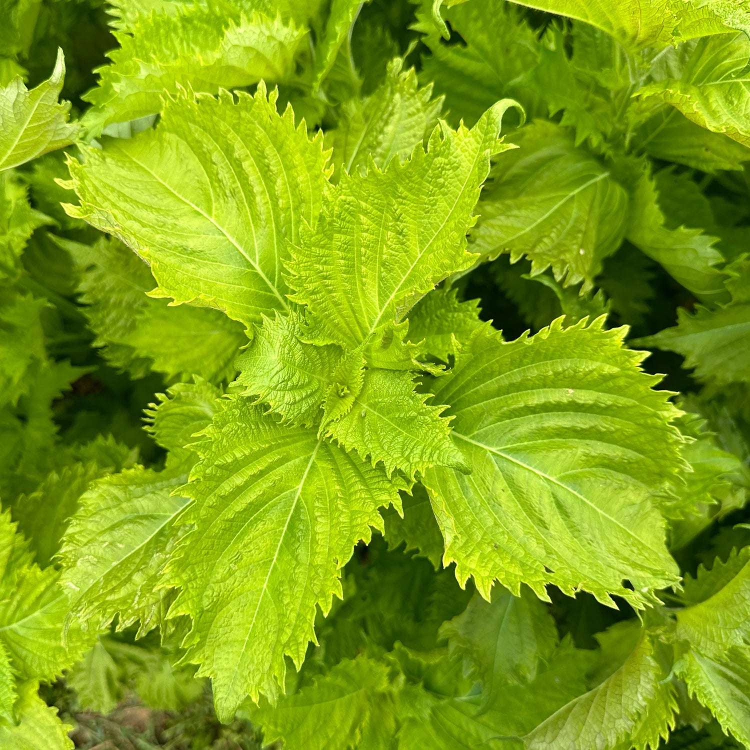 Green Ohba Ao Shiso