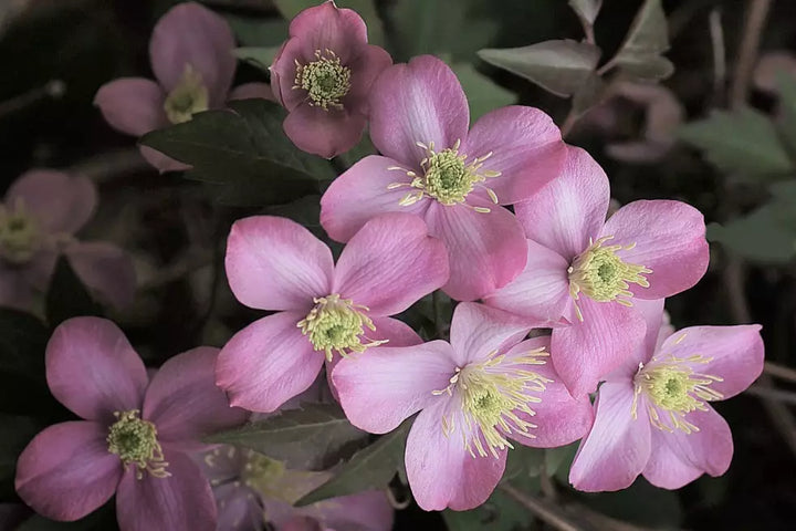Heirloom Non-GMO Clematis Montana Flower Seeds for Planting – Fragrant Climbing Garden Blooms