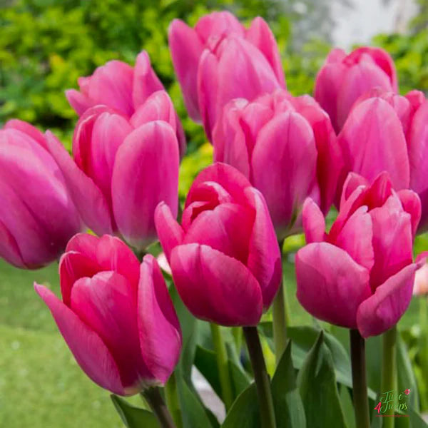 Deep Pink Tulip Flower Seeds for Planting – Heirloom, Non-GMO, Vibrant Blooms