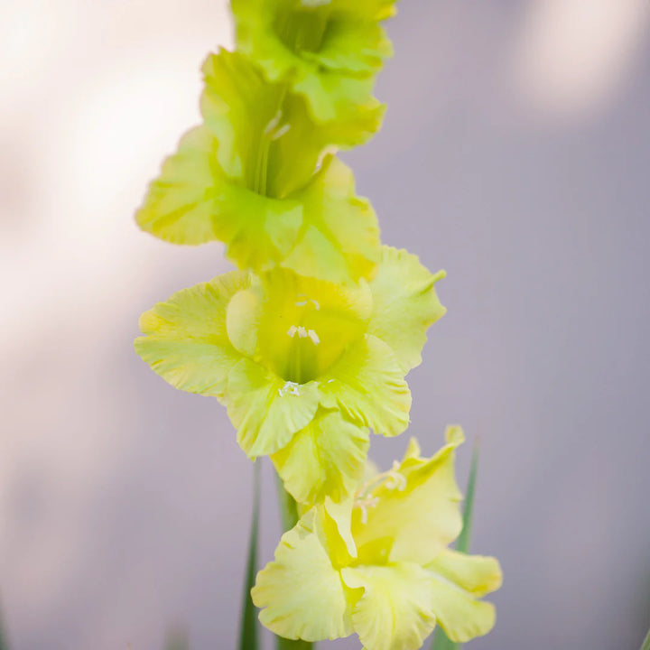 Non-GMO Gladiolus Light Green Flower Seeds for Garden Planting – Unique Floral