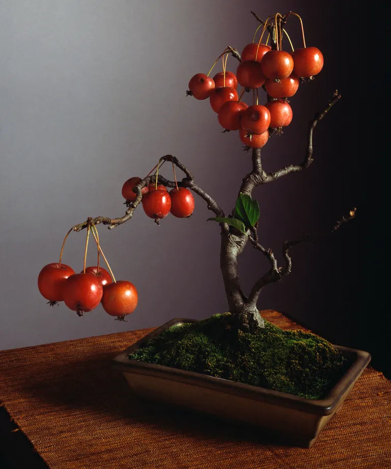 Elegant Bonsai Apple Seeds for Planting - Perfect for Small Spaces and Decorative Use