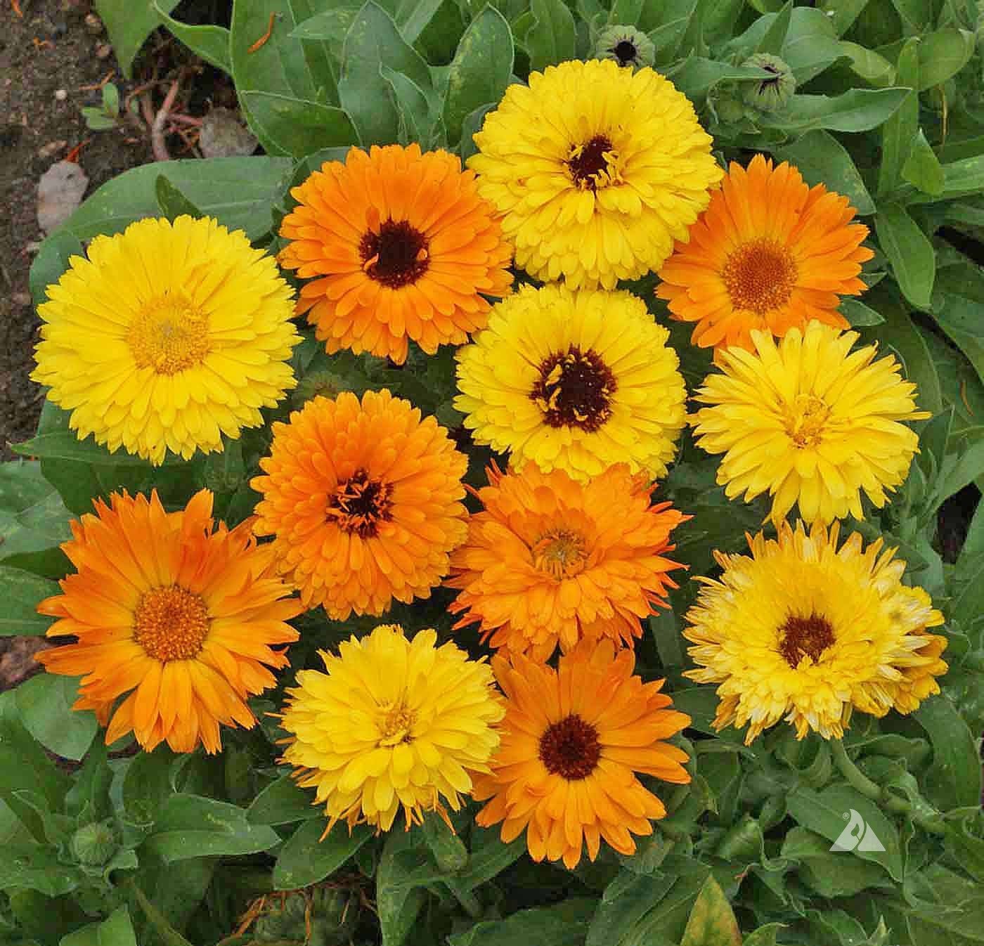 Calendula Seeds - Pacific Beauty Mix