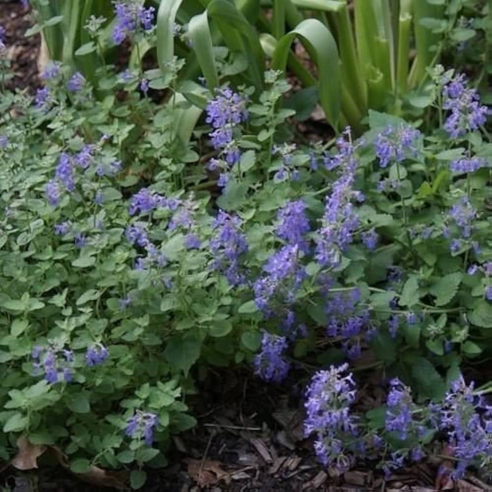 Catmint Seeds