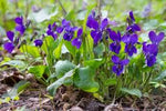 Viola Odorata Plant Seeds Purple for Planting NON GMO Seeds Dhara Seeds