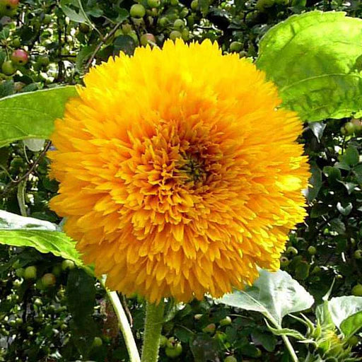 Heirloom Non-GMO Yellow Perennial Bonsai Plant Seeds for Planting – Miniature Tree Seeds