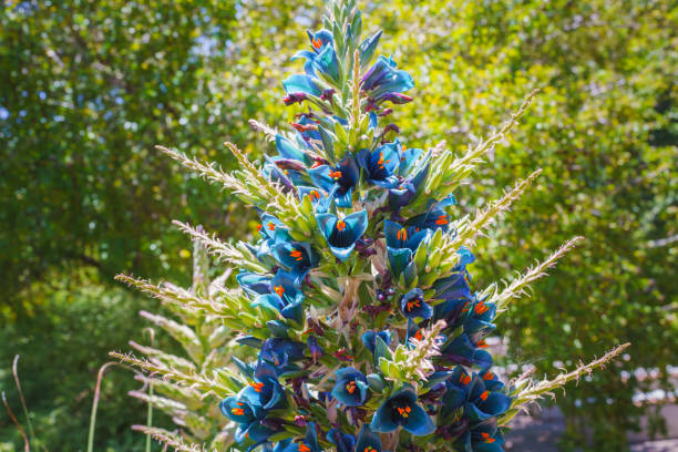 Blue Puya Venusta Flower Seeds for Garden Planting – Heirloom, Non-GMO Exotic Bloom Variety