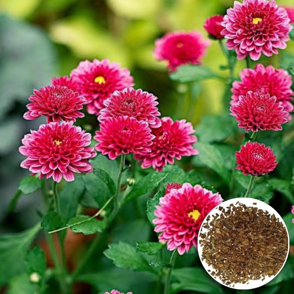 Chrysanthemum Chrysanthemum Morifolium Gerbera Flower Seeds for Planting – Vibrant Blooms for Outdoor Gardens and Containers