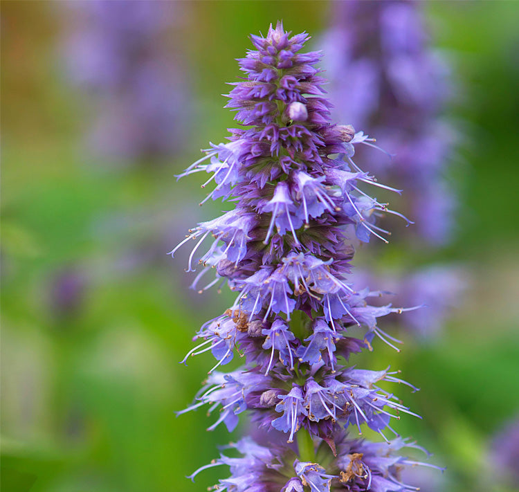 Agastache Korean Zest Organic Seeds