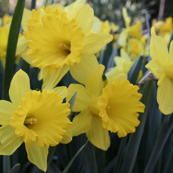 Light Yellow Narcissus Seeds for Planting, NON GMO Seeds