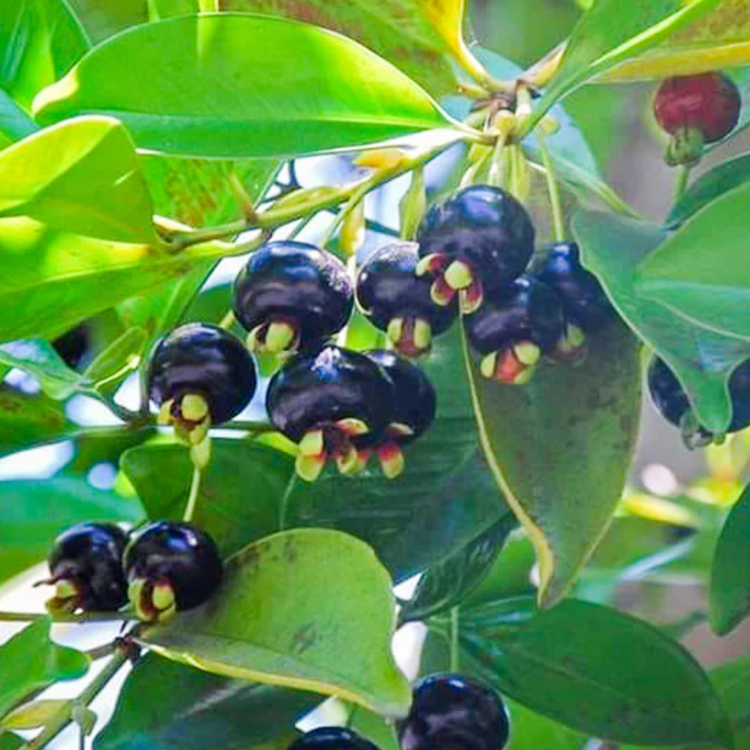 Grumichama (Eugenia brasiliensis)