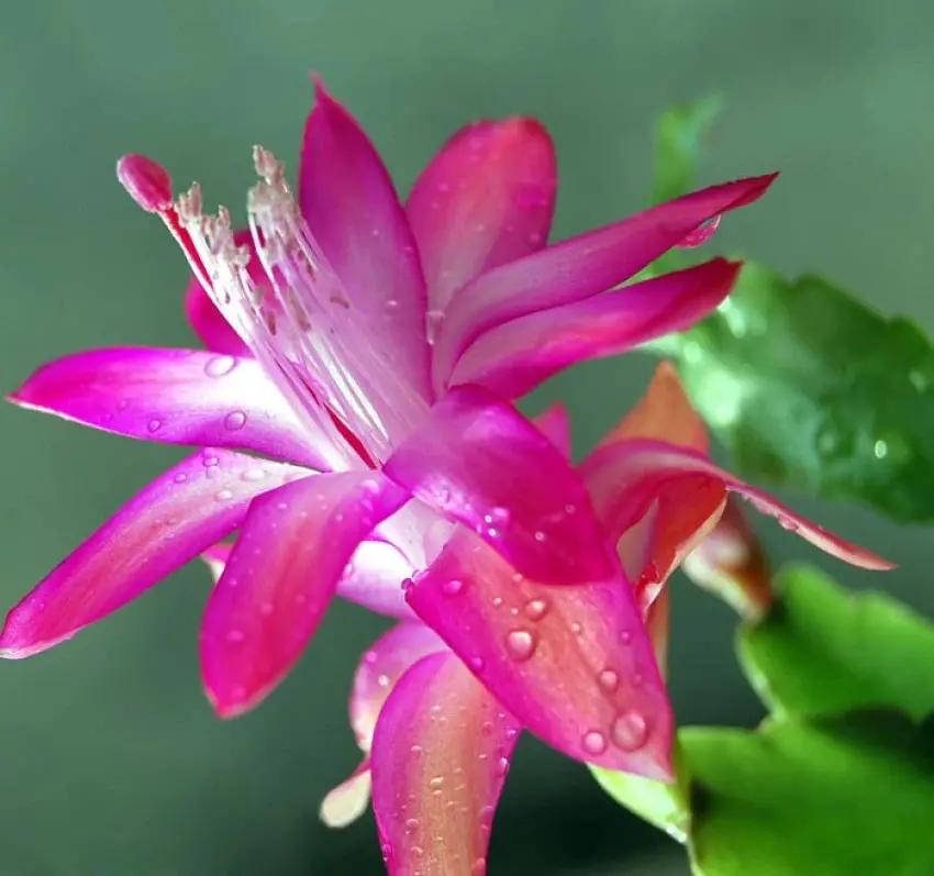 Heirloom Purple Zygocactus Truncatus Flower Seeds for Planting - Vibrant Blooming Succulent Seeds Dhara Seeds