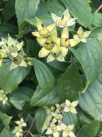 Philadelphus Coronarius Seeds for Planting - NON GMO Seeds Dhara Seeds