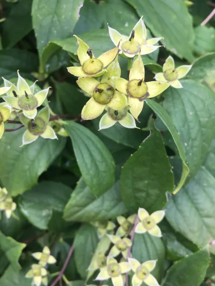 Philadelphus Coronarius Seeds for Planting - NON GMO Seeds Dhara Seeds