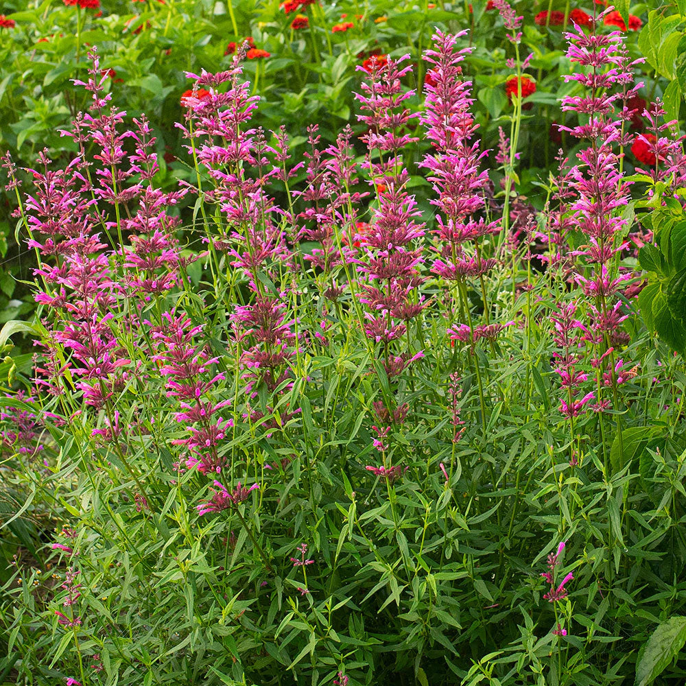 Agastache Licorice Candy