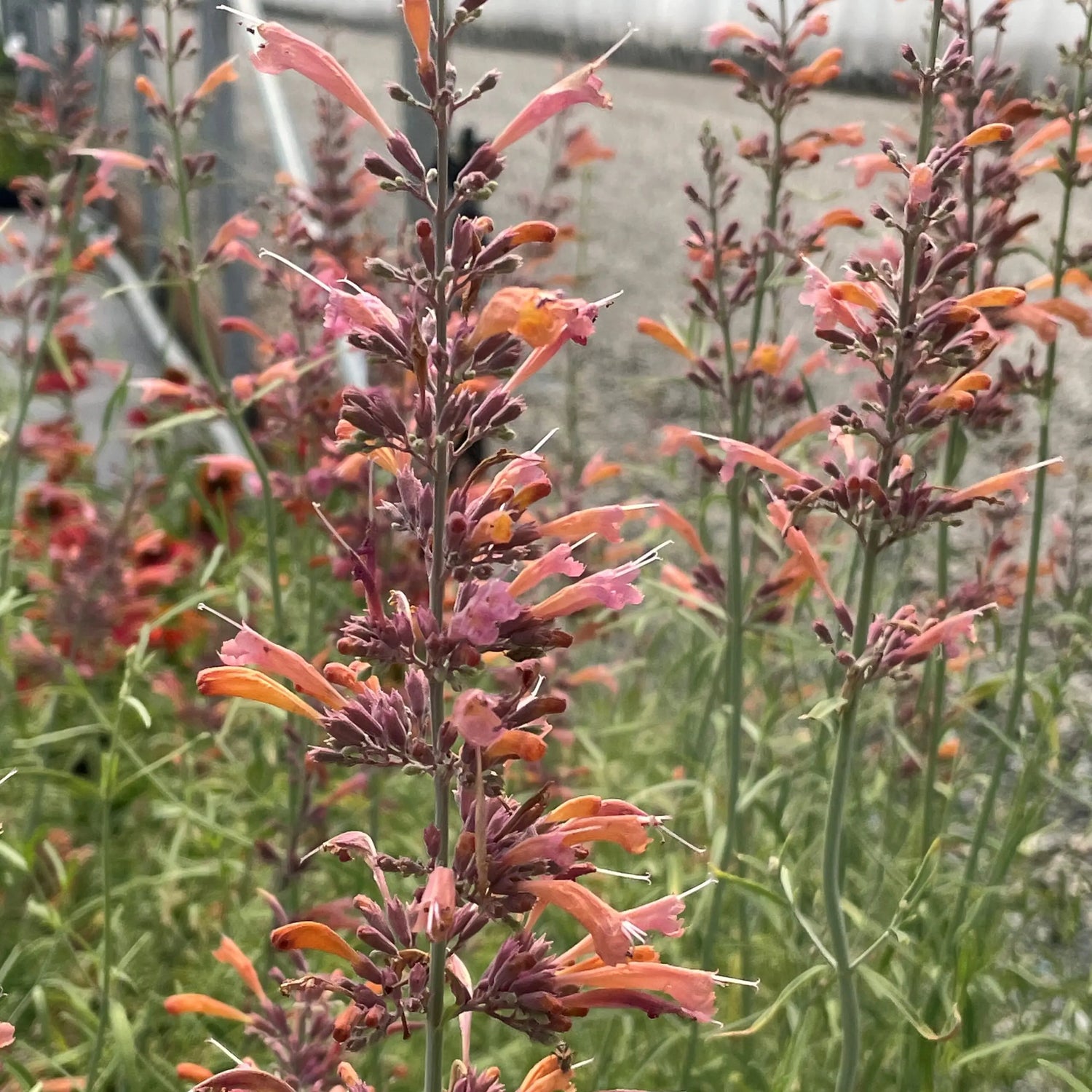 Agastache Apache Sunset