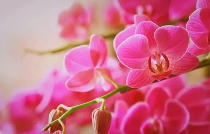 Baby Pink Orchid Seeds for Planting - NON GMO Seeds Dhara Seeds