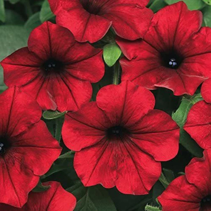 Red Velour Flower Seeds for Planting - 100