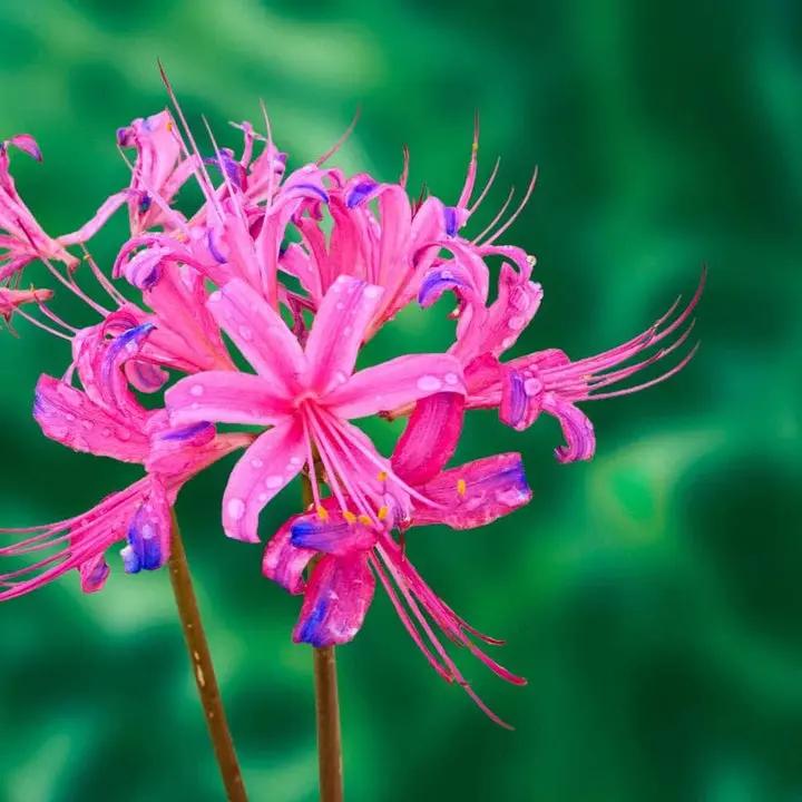 Lycoris Flower Seeds for Planting NON GMO Seeds Dhara Seeds