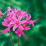 Lycoris Flower Seeds for Planting NON GMO Seeds Dhara Seeds
