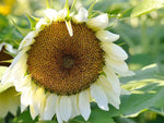 White Sunflower Flower Seeds for Planting – Rare Blooming Variety for Garden Charm Dhara Seeds