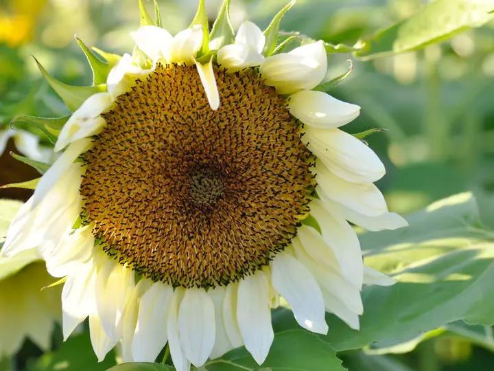 White Sunflower Flower Seeds for Planting – Rare Blooming Variety for Garden Charm Dhara Seeds