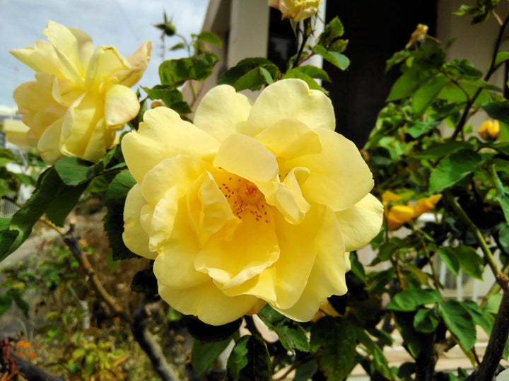 Yellow Xanthina Flower Seeds for Planting, 100
