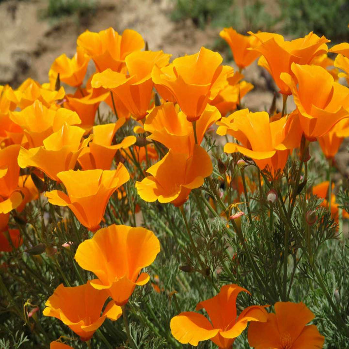 Eschscholzia Flower Seeds for Planting - 100