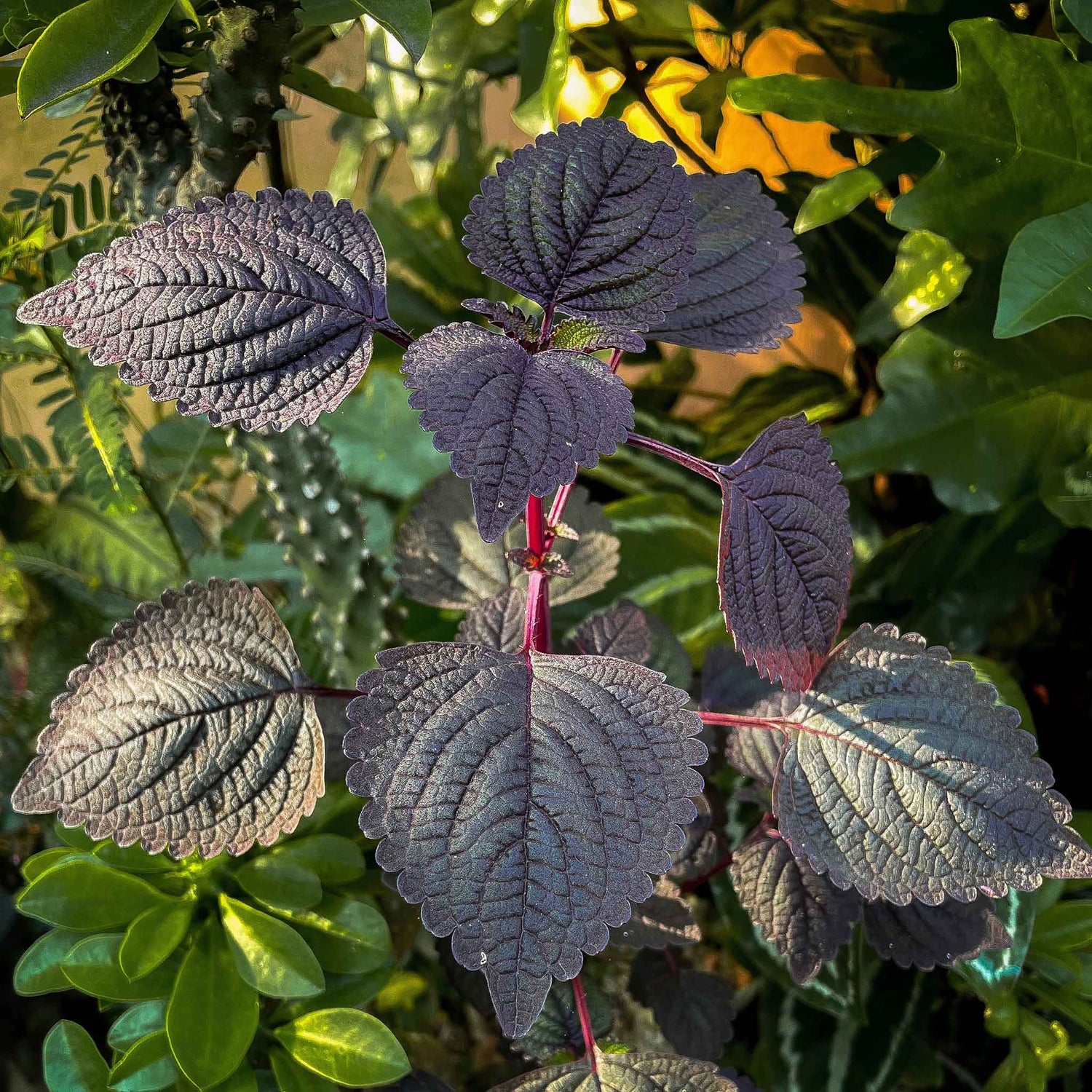 Perilla  - Shiso -  Seeds