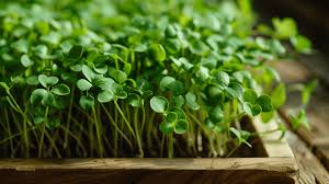 Watercress - Microgreen Seed