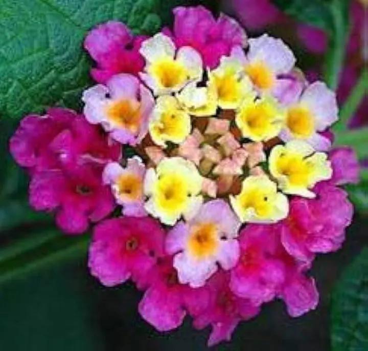 Feston Purple Yellow Rose Flower Seeds - Non-GMO Heirloom Garden Seeds for Planting and Growing Dhara Seeds