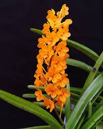 Orange Ascocentrum Flower Seeds for Planting - 100