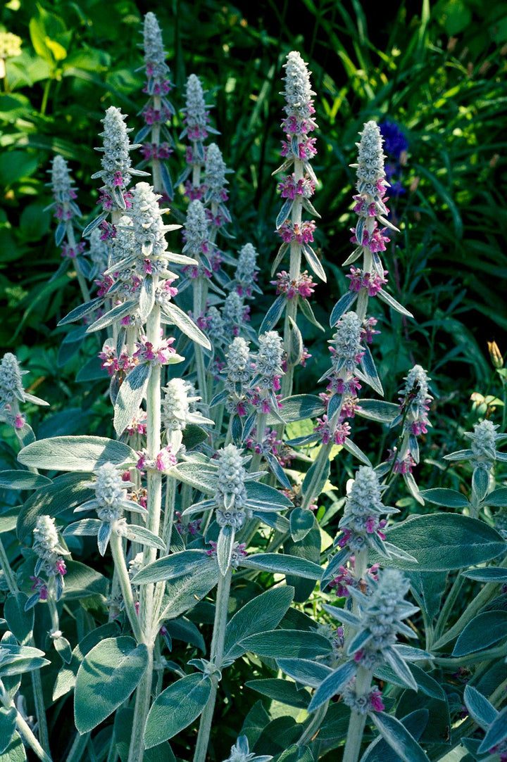 Lamb's Ear Plant Seeds for Planting, Fresh, NON GMO Seeds