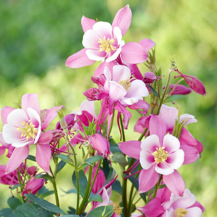 Heirloom Organic Non-GMO White Pink Aquilegia Seeds for Planting