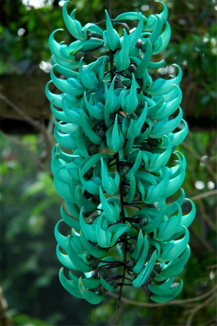 Organic Jade Green Flower Seeds for Planting – Heirloom, Non-GMO