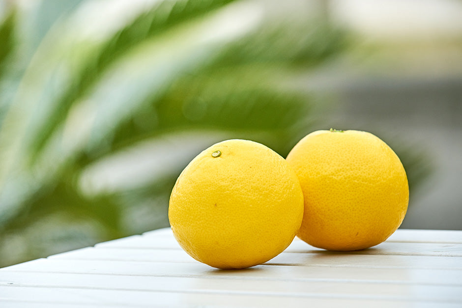 Hyuganatsu (Citrus tamurana)